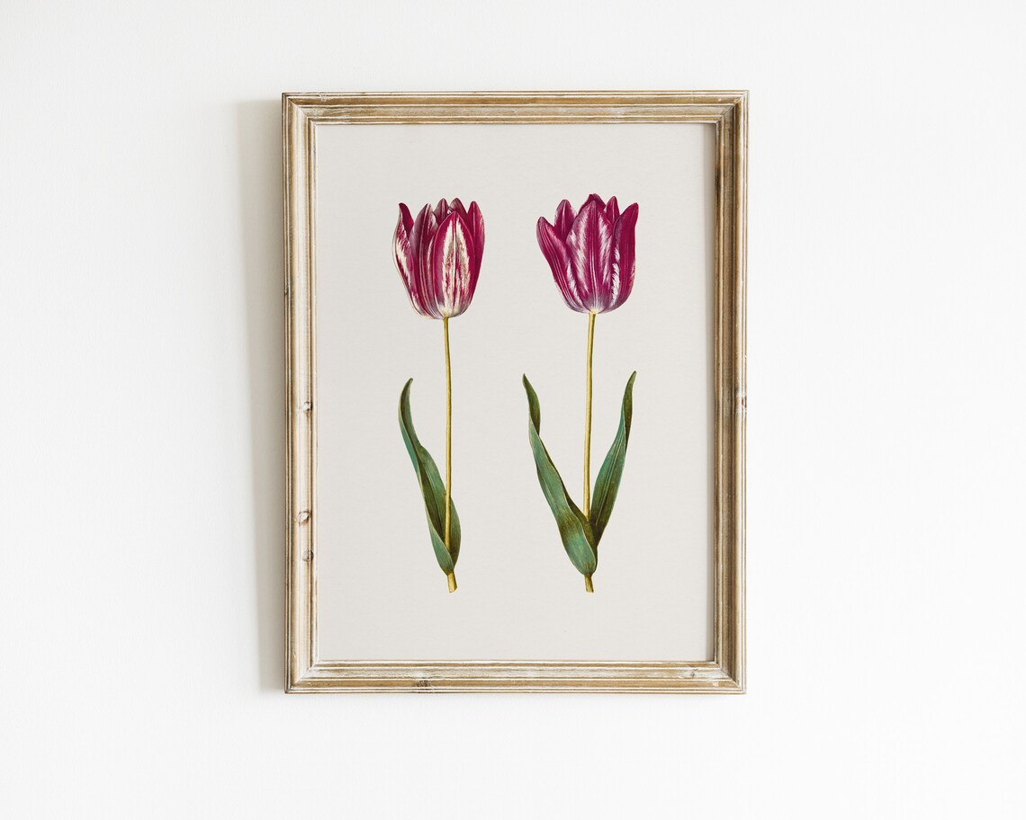 Striped Purple Garden Tulip Pair Botanical Vintage Art Print