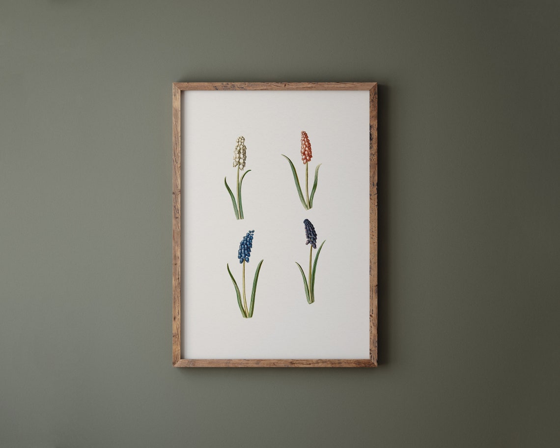 Grape Hyacinth Muscari Botanical Flower Illustration Art Print