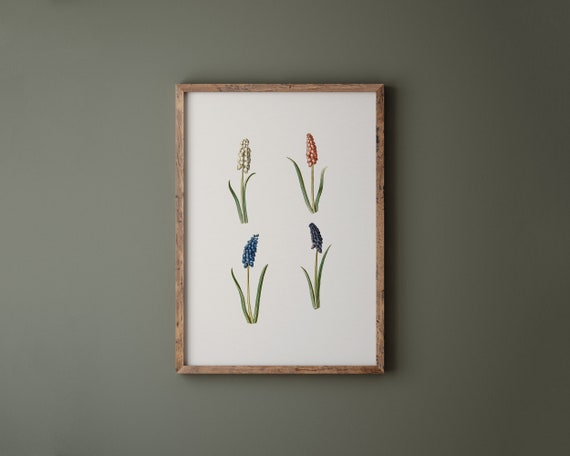Grape Hyacinth Print Muscari Botryoides Art Botanical Wall Art Floral Wall Decor Flower Art Botanical Print Floral Print