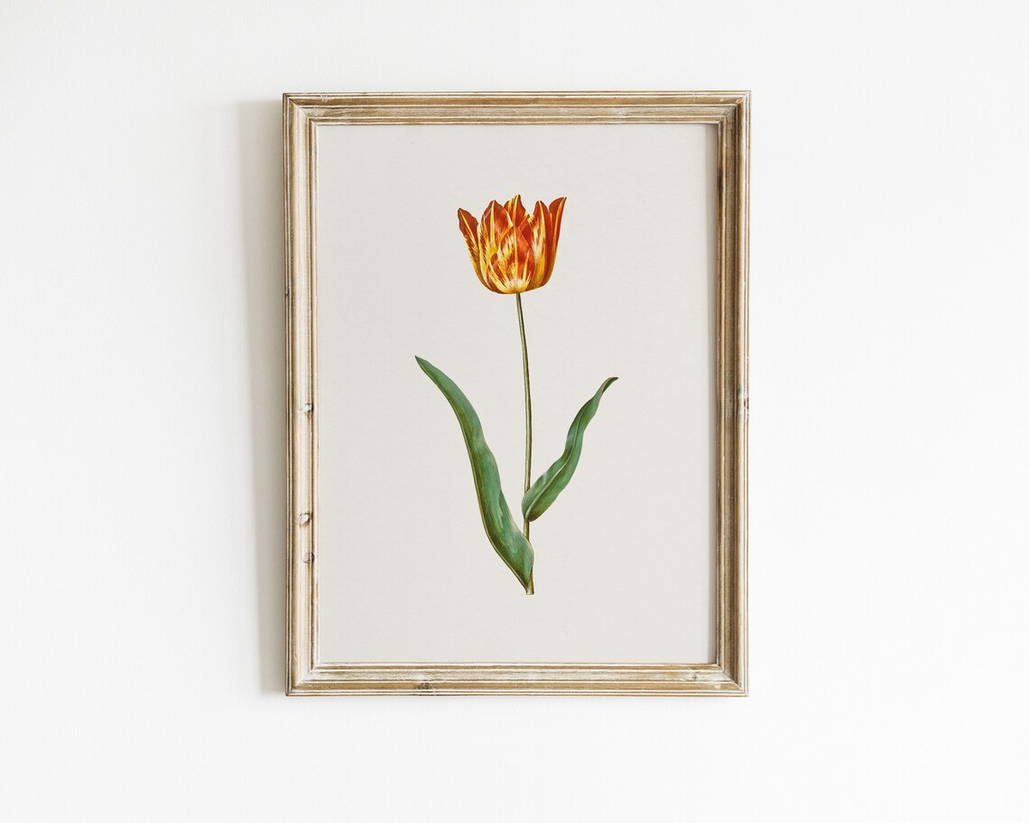 Bright Striped Yellow Red Garden Tulip Botanical Vintage Art Print