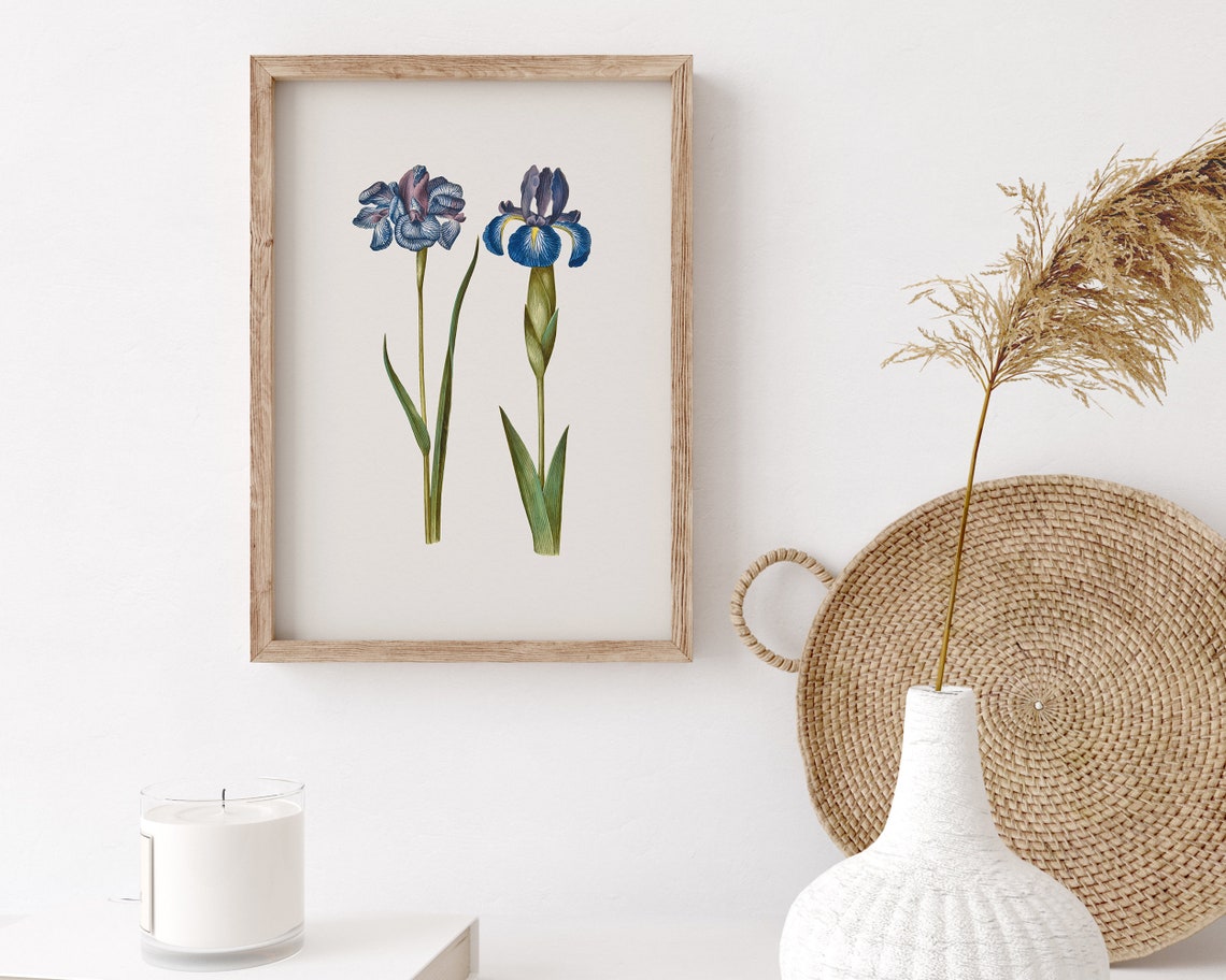 Blue Siberian and English Iris Botanical Vintage Flower Poster - Image 2