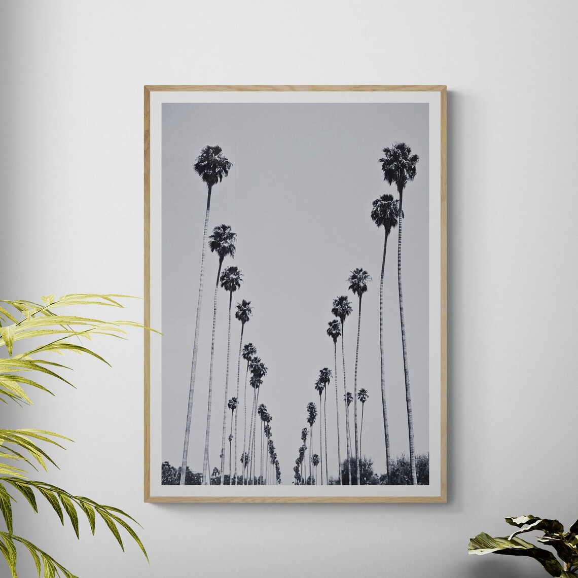 Los Angeles Palm Trees Black and White Fine Art Photography Poster