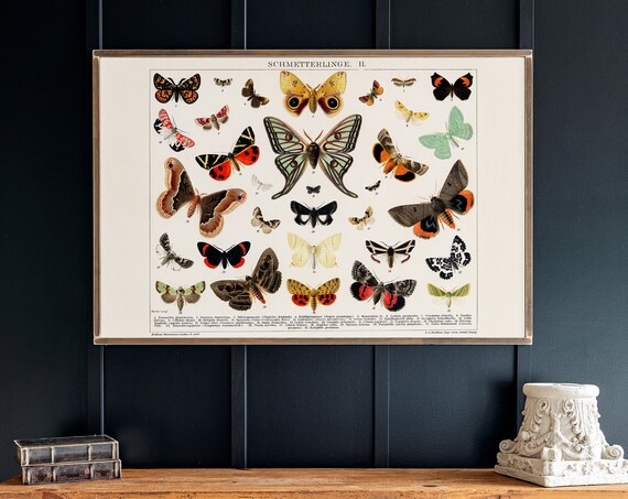 Butterflies Wall Art Print, Living Room Decor
