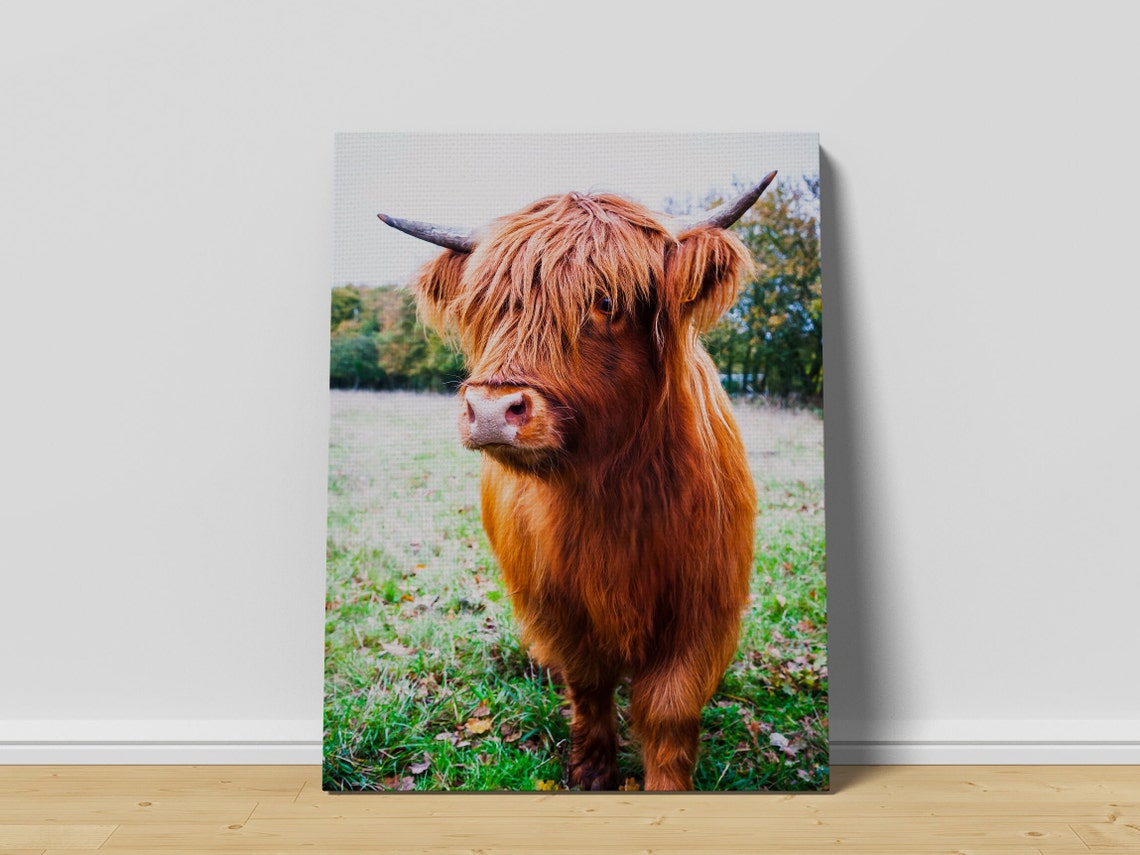 Highland Cow Close Up Portrait in Green Field Cattle Photo Poster