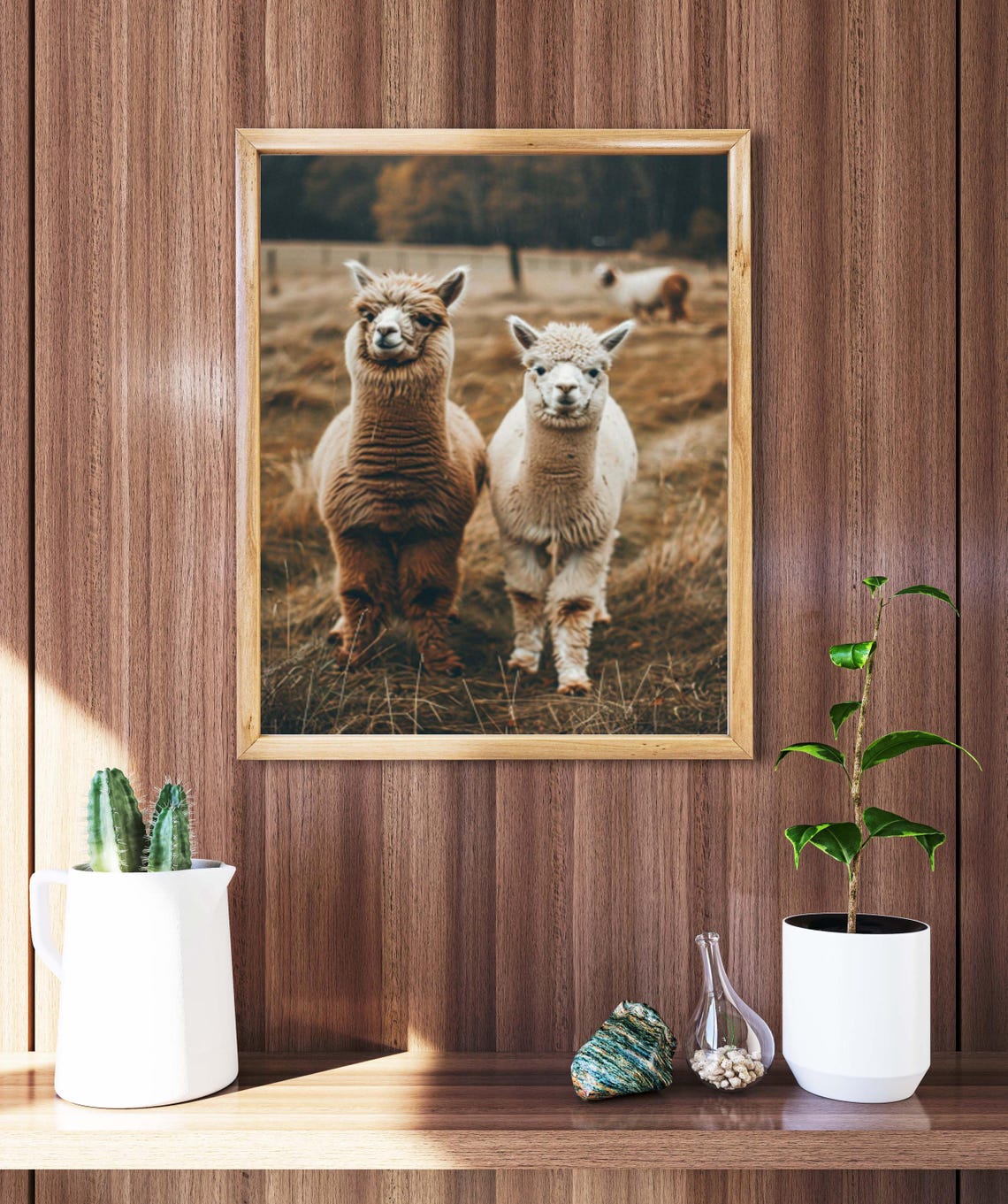 Alpaca Pair on a Golden Autumn Pasture Photographic Art Poster - Image 3