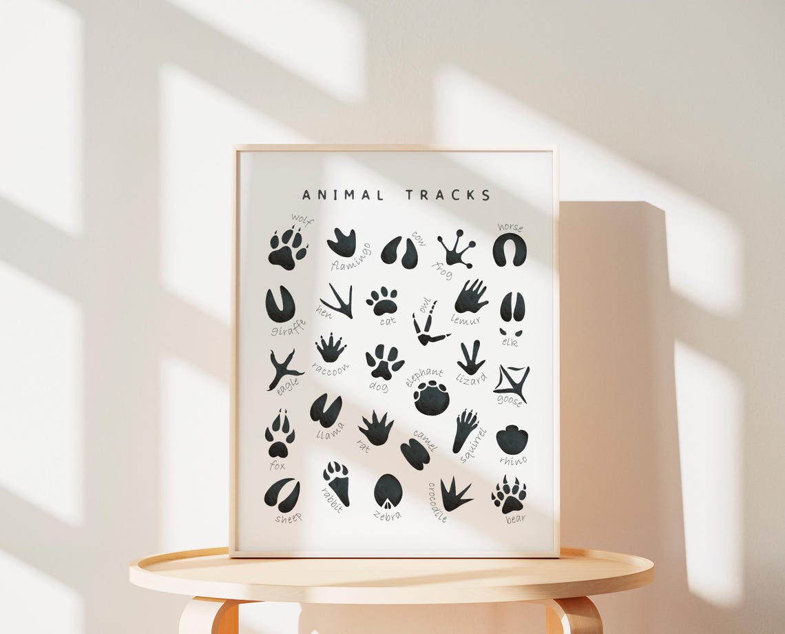 Animal Tracks Identification Chart Wildlife Footprint Poster - Image 2
