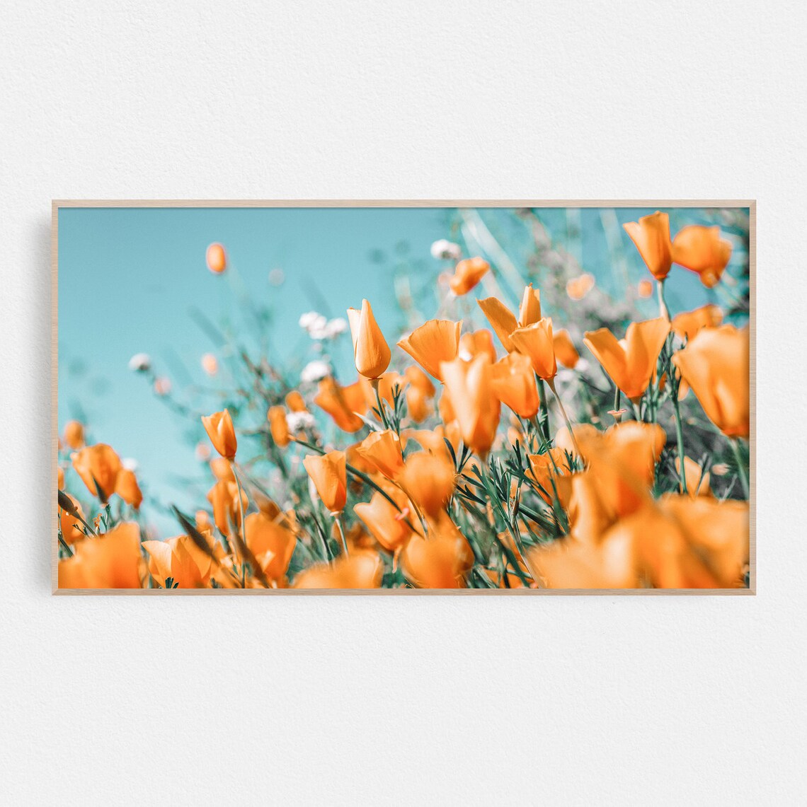 California Poppies Orange Wildflower Meadow Photography Print