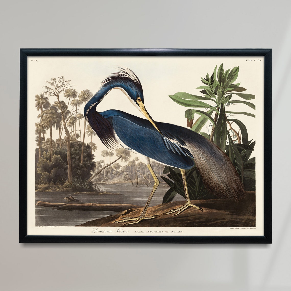 Louisiana Heron Vintage Audubon Style Bird Illustration Poster