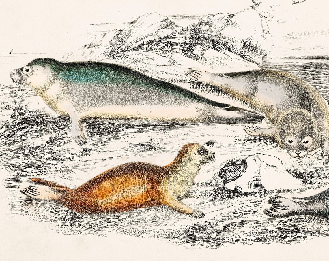 Seals 1820 Antique Hand-Coloured Lithograph