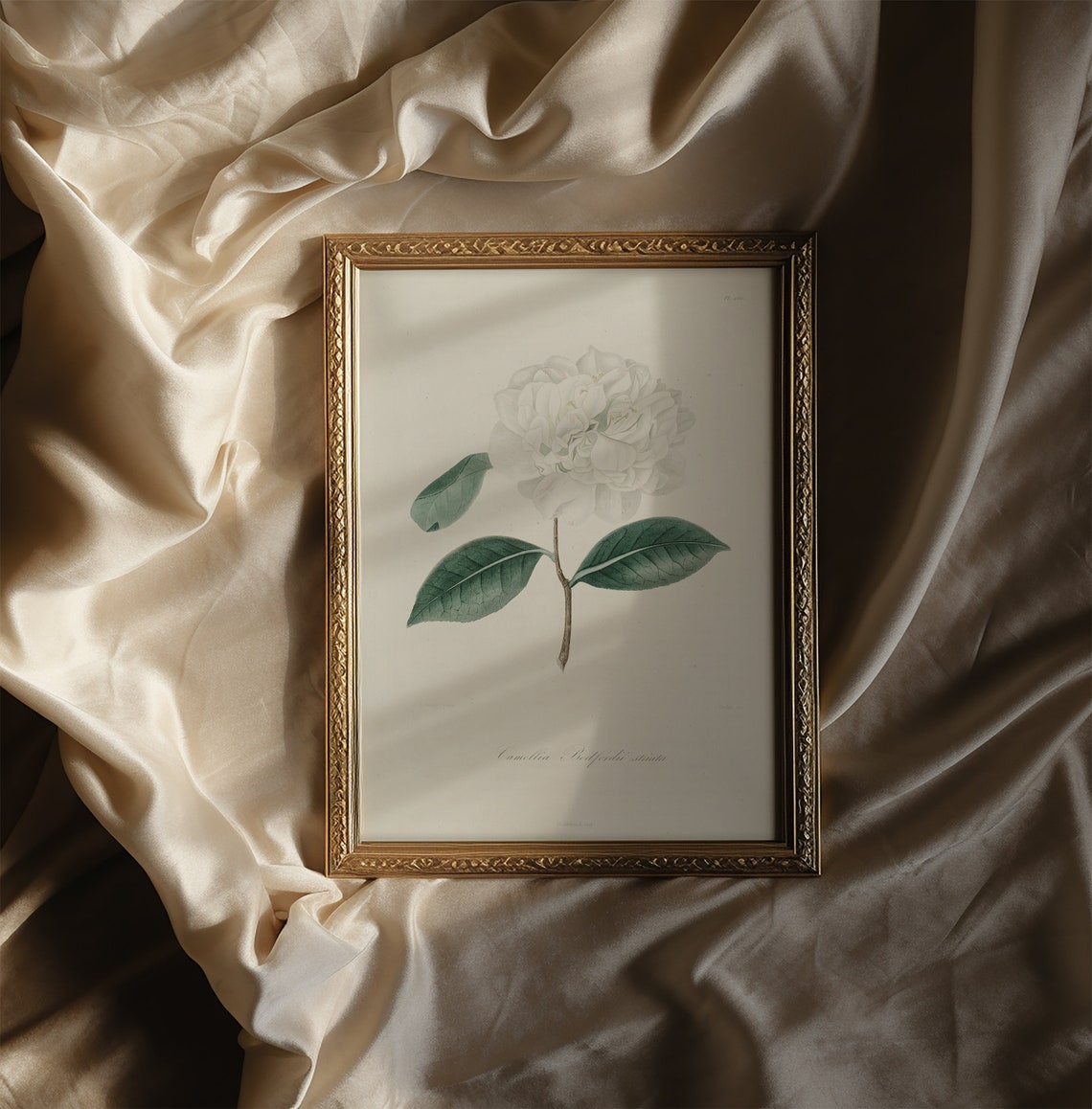 White Camellia Botanical Illustration Vintage Flower Art Poster - Image 3