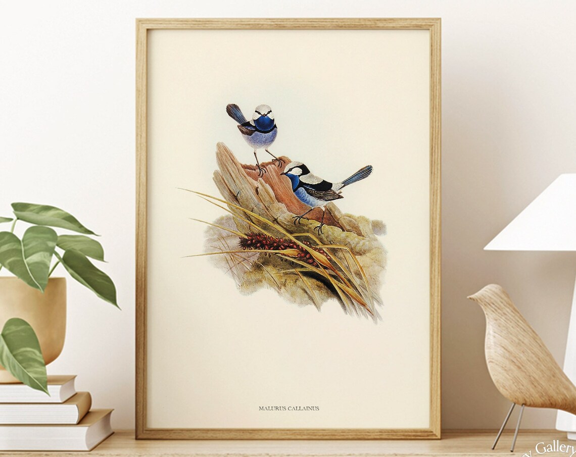 Vintage Turquoise Fairy-Wren Pair Antique Australian Bird Art Print
