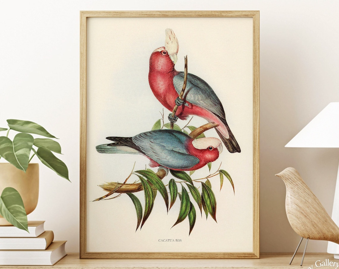 Vintage Galah Rose-Breasted Cockatoo Pair Antique Bird Art Print