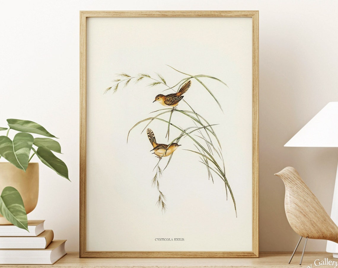 Vintage Golden-Headed Cisticola Pair Antique Bird Illustration Print