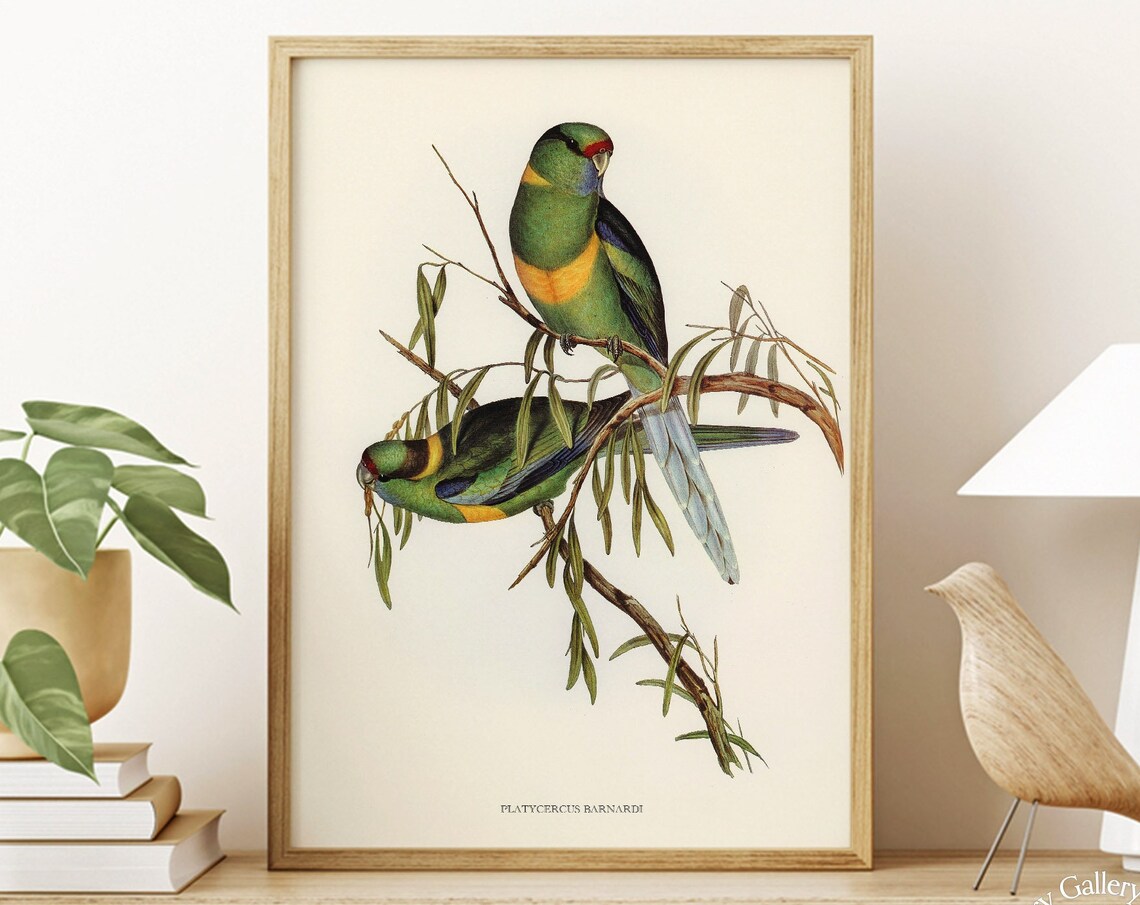 Vintage Barnard's Parakeet Pair Antique Australian Bird Art Print