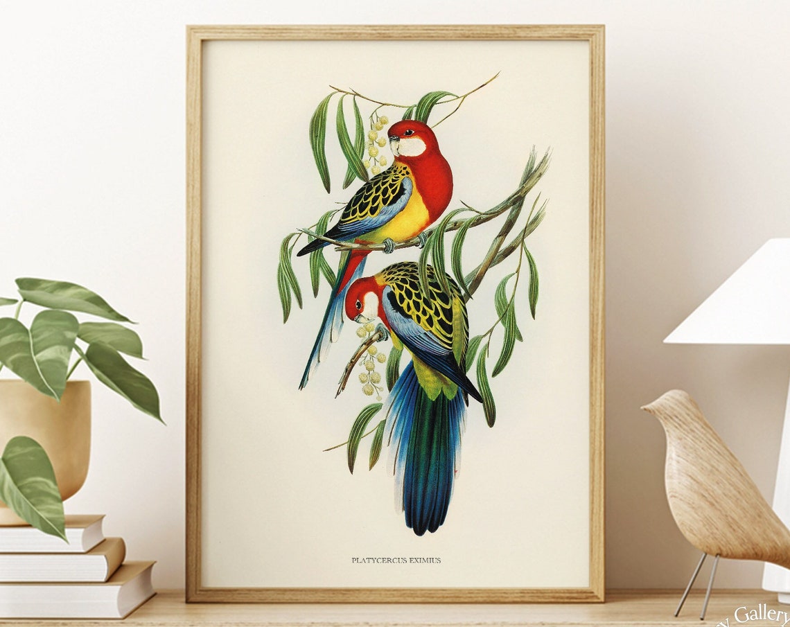 Eastern Rosella Rose Hill Parakeet Vintage Bird Illustration Print