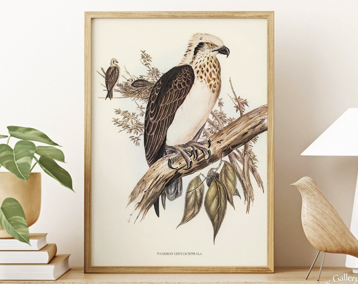 Vintage White-Headed Osprey Antique Bird Of Prey Illustration Print