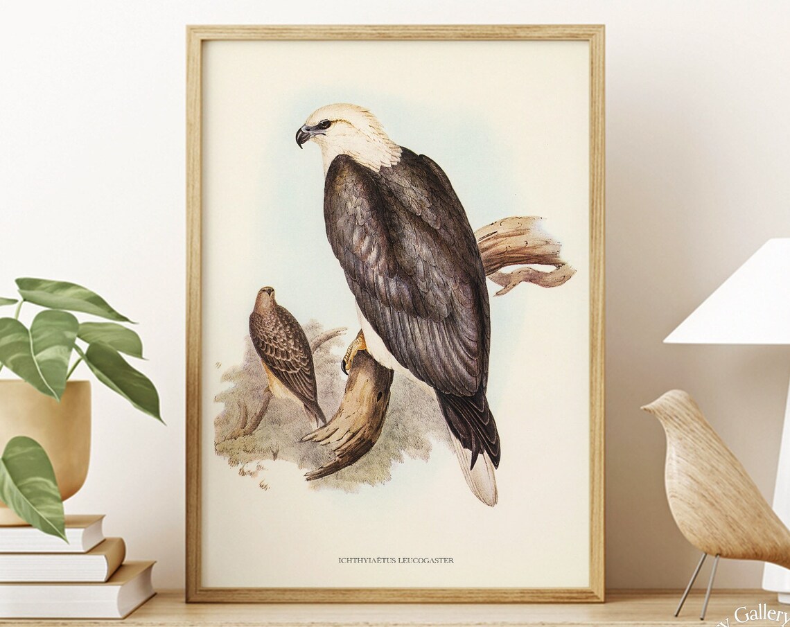 Vintage White-Bellied Sea Eagle Pair Antique Bird Of Prey Art Print