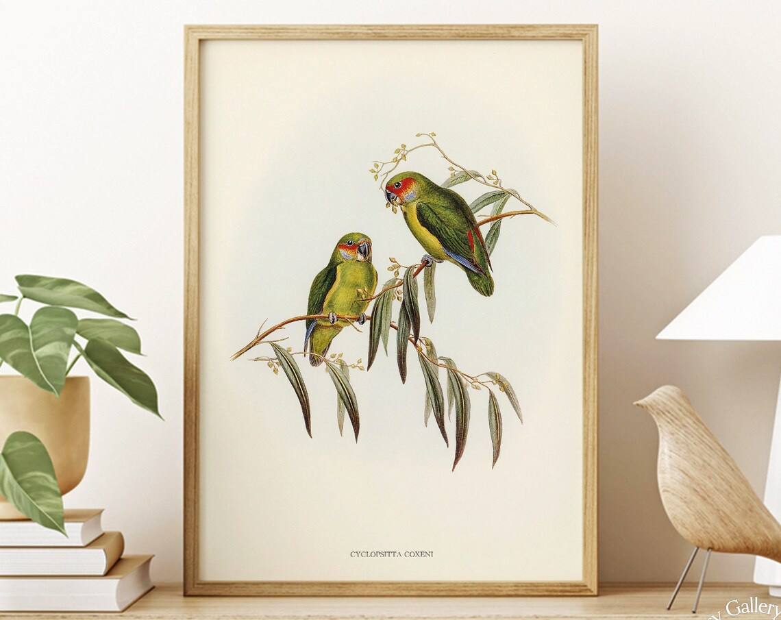 Vintage Coxen's Fig Parrot Pair Antique Australian Bird Art Print