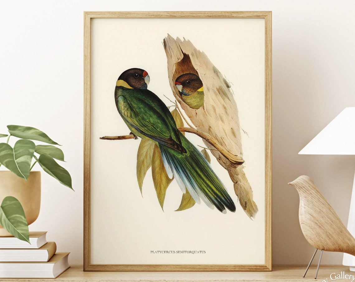 Vintage Yellow-Collared Parakeet Pair Antique Bird Illustration Print