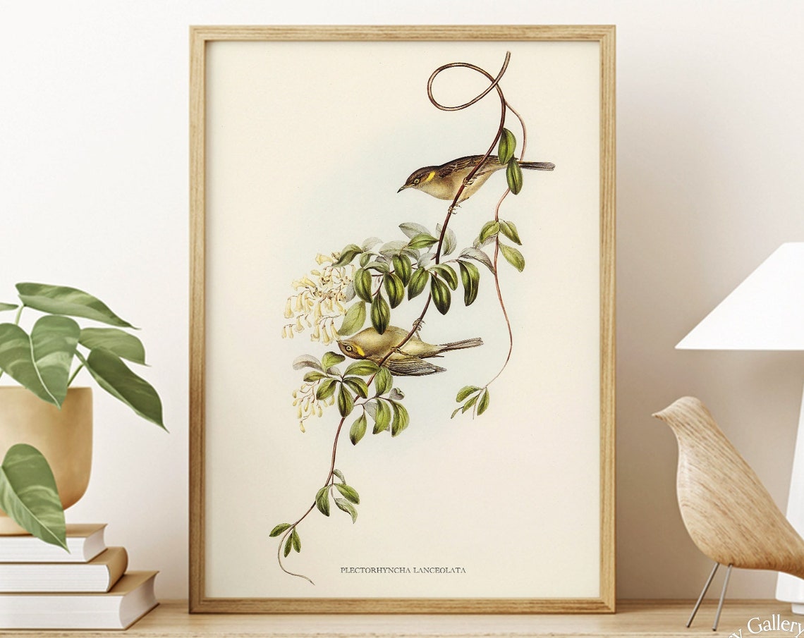 Vintage Lanceolate Honeyeater Pair Antique Bird Illustration Art Print