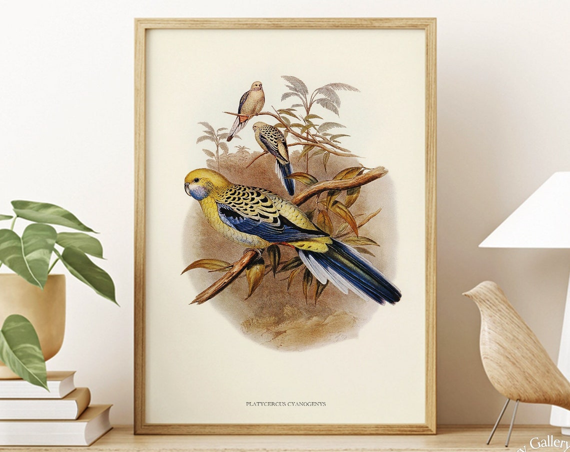 Vintage Blue-Cheeked Rosella Parrot Antique Bird Illustration Print