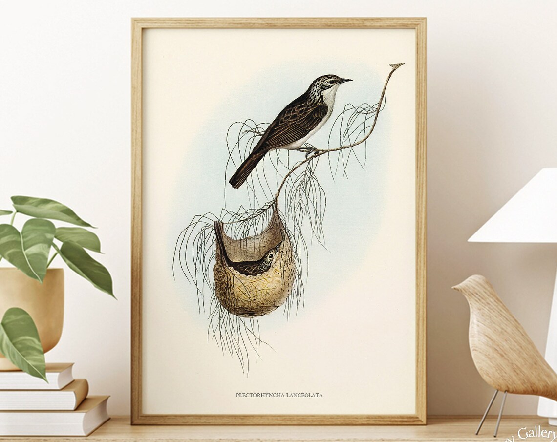 Vintage Lanceolate Honeyeater Woven Nest Antique Bird Art Print