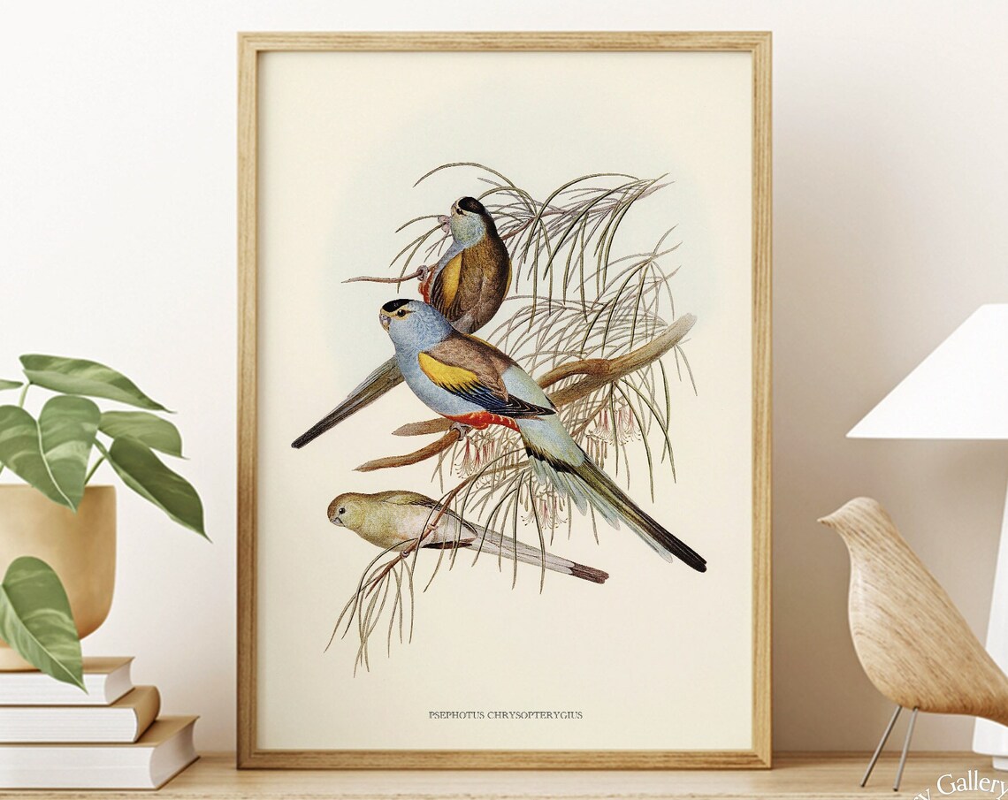 Vintage Golden-Shouldered Parrot Trio Antique Bird Illustration Print
