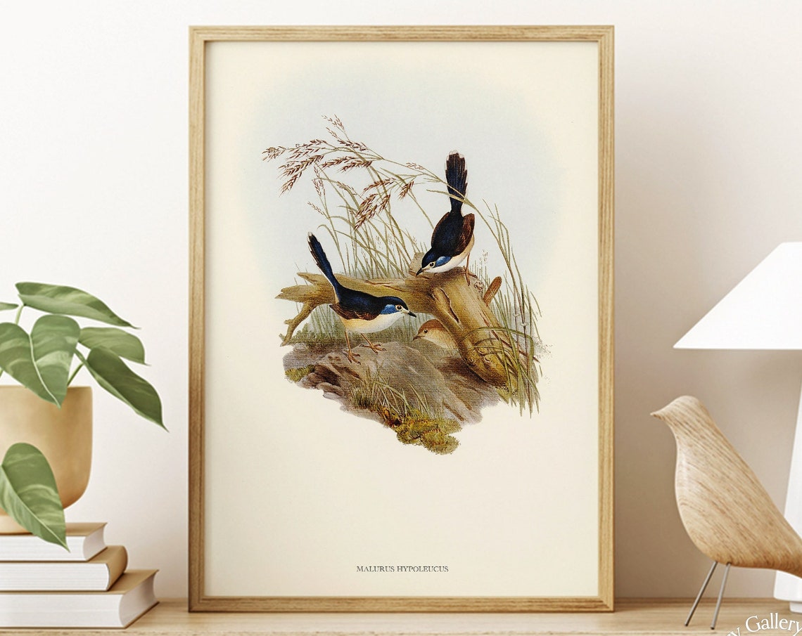 Fawn Breasted Superb Warbler Vintage Bird Illustration Art Print