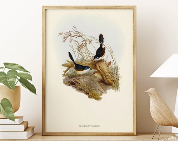 Ornithology Art Fawn Breasted Superb Warbler Neutral Watercolor Painting Home Decor Minimalist Wall Decor Living Room Wall Decor