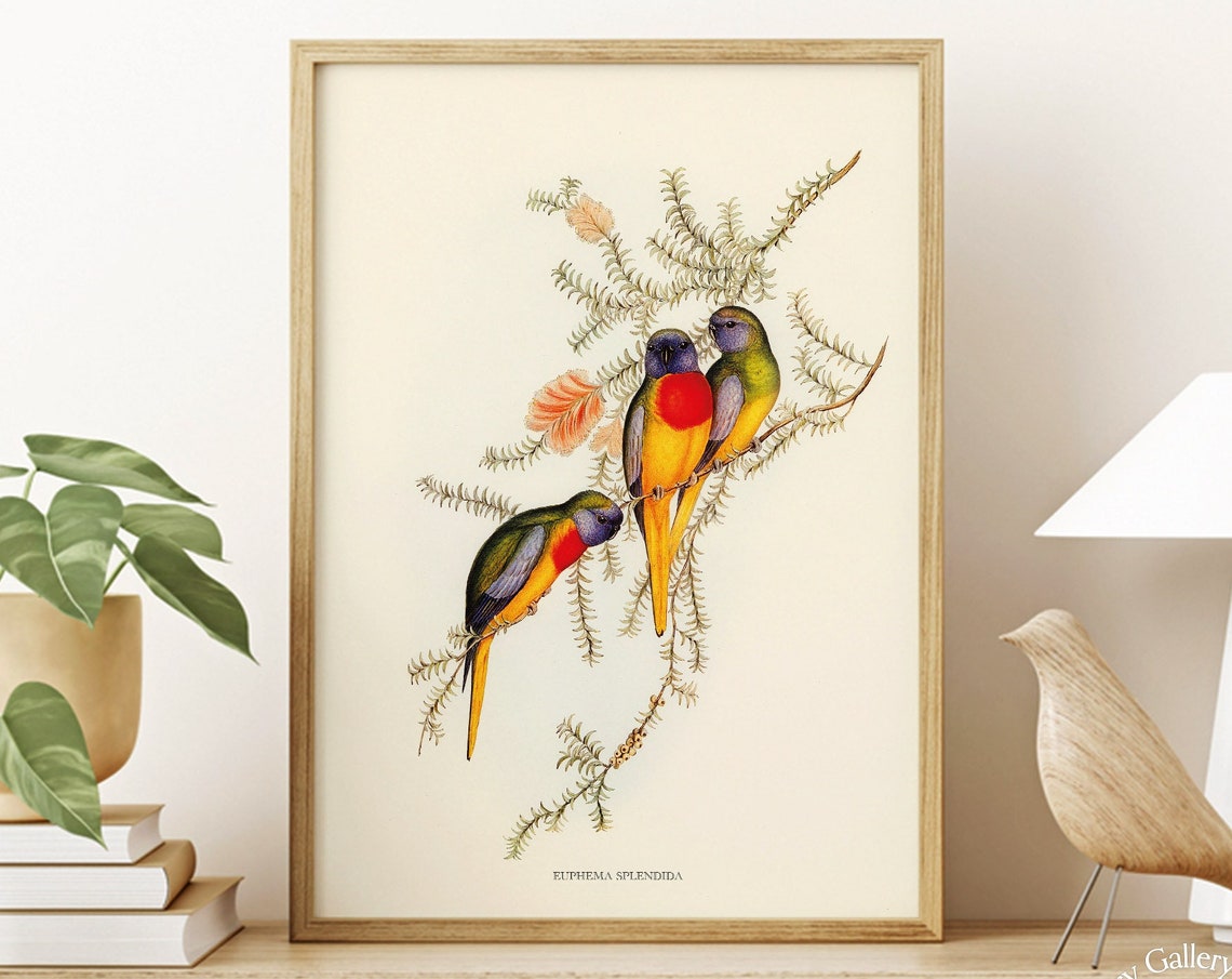 Splendid Grass Parakeet Vintage Australian Bird Illustration Print