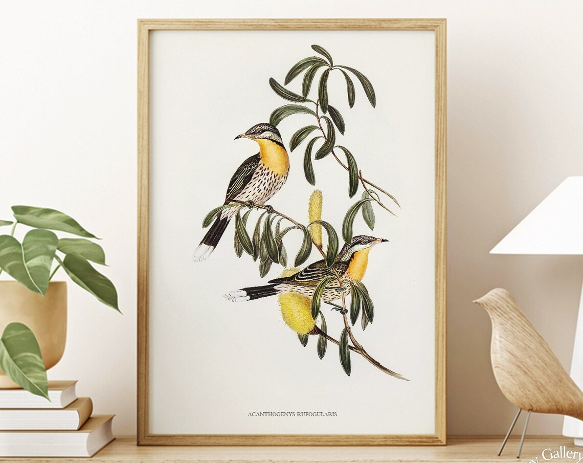 Spiny Cheeked Honeyeater Vintage Australian Bird Illustration Print