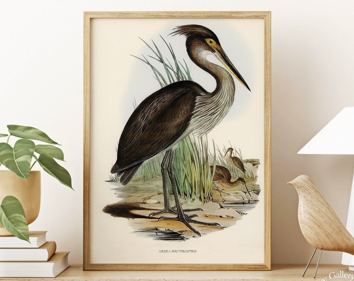 Vintage Great-Billed Heron Antique Waterbird Illustration Art Print