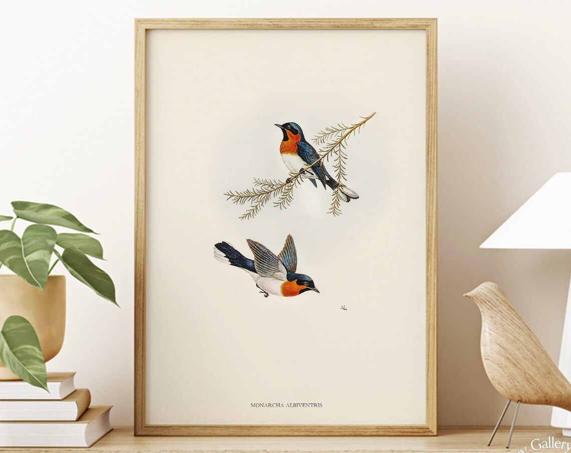 Vintage Spectacled Monarch Flycatcher Pair Antique Bird Art Print