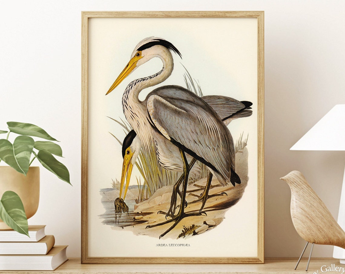 Vintage Great Grey Heron Pair Antique Waterbird Illustration Art Print