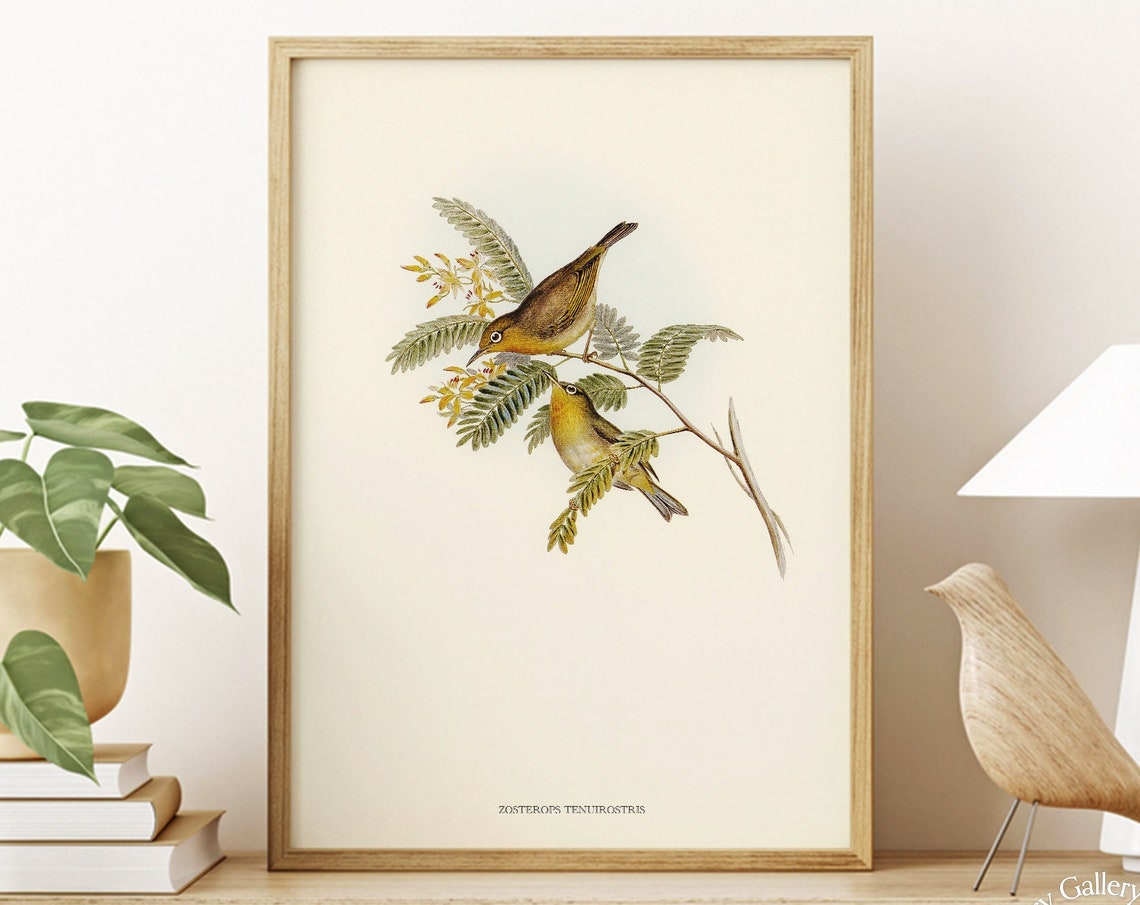 Vintage Slender-Billed White-Eye Pair Antique Bird Illustration Print