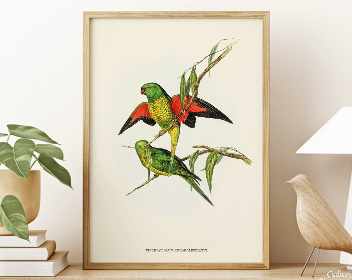 Scaly Breasted Lorikeet Vintage Australian Bird Illustration Print