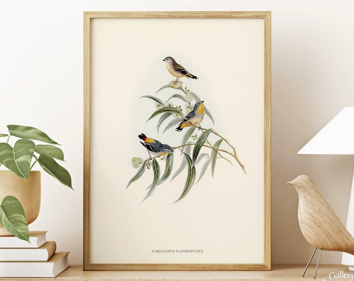 Yellow Rumped Pardalote Vintage Australian Bird Illustration Print