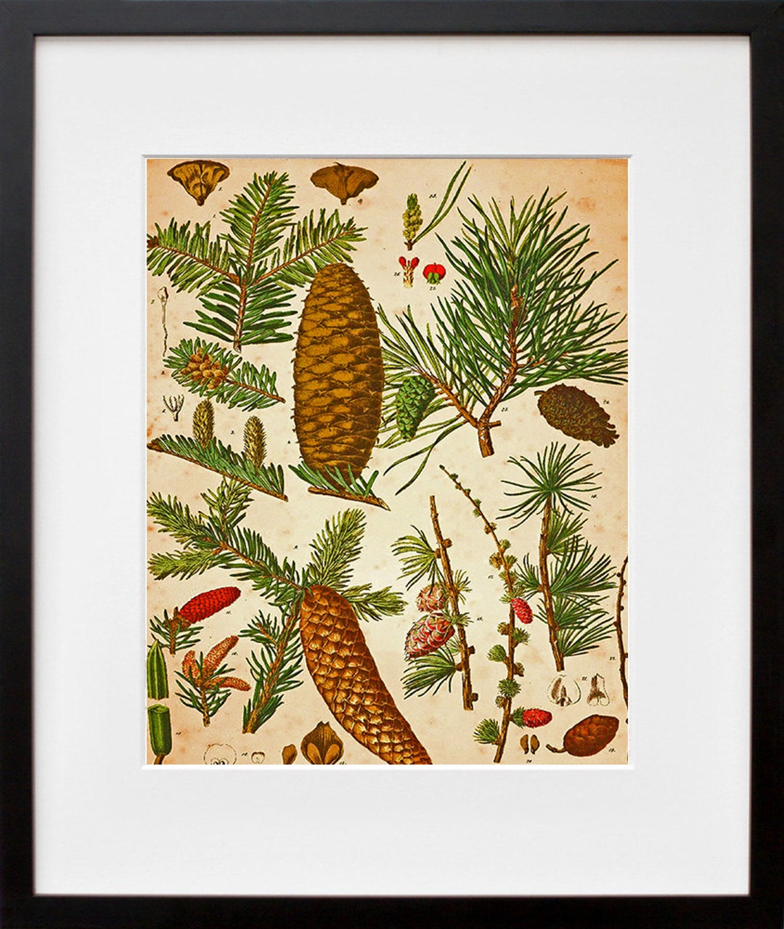 Antique Pine Cone Conifer Botanical Study Vintage Nature Wall Poster - Image 2