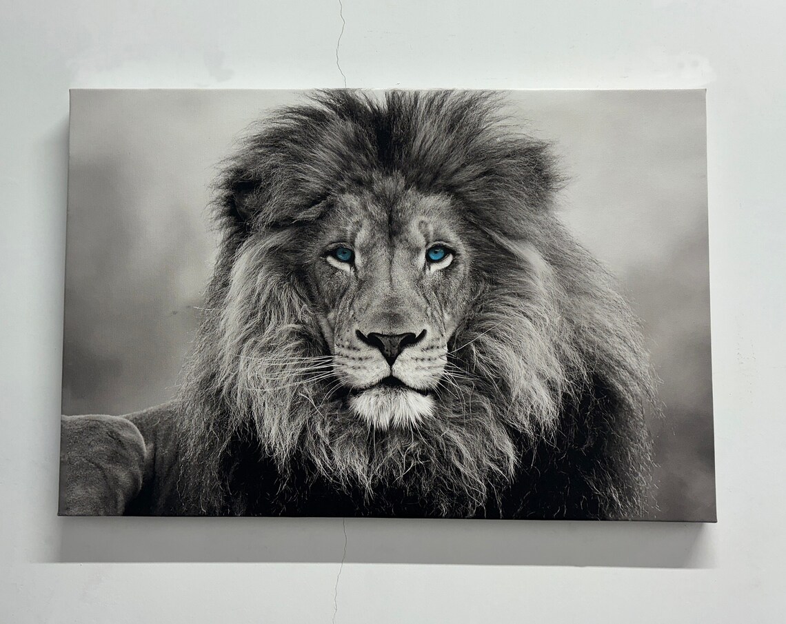 Blue Eyed Lion Portrait Black and White Majestic Wildlife Poster