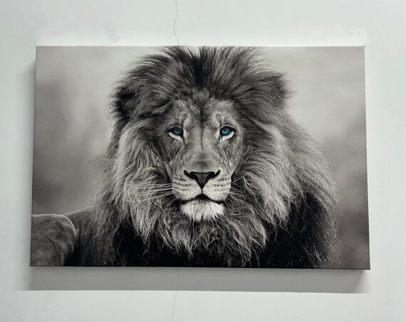 Blue Eyed Lion Portrait Black and White Majestic Wildlife Poster