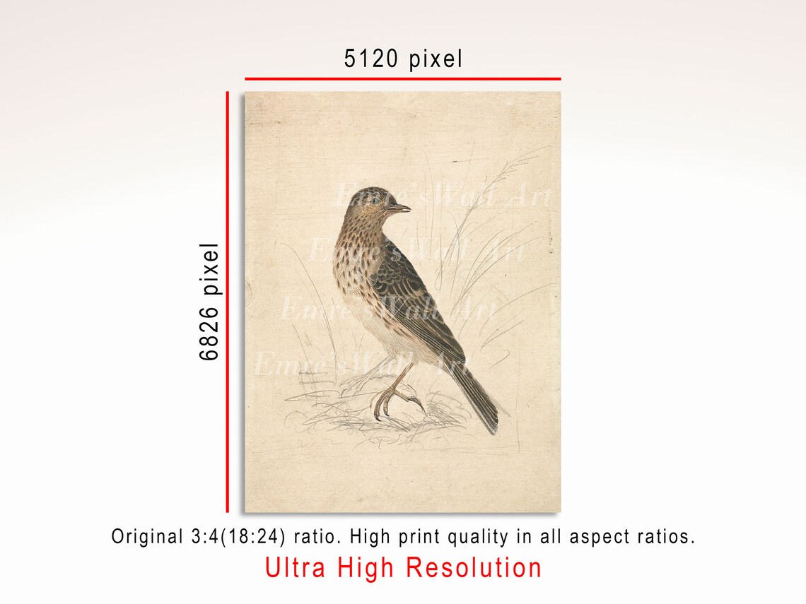 Vintage Bird Art Print, Neutral Farmhouse Decor - Image 3