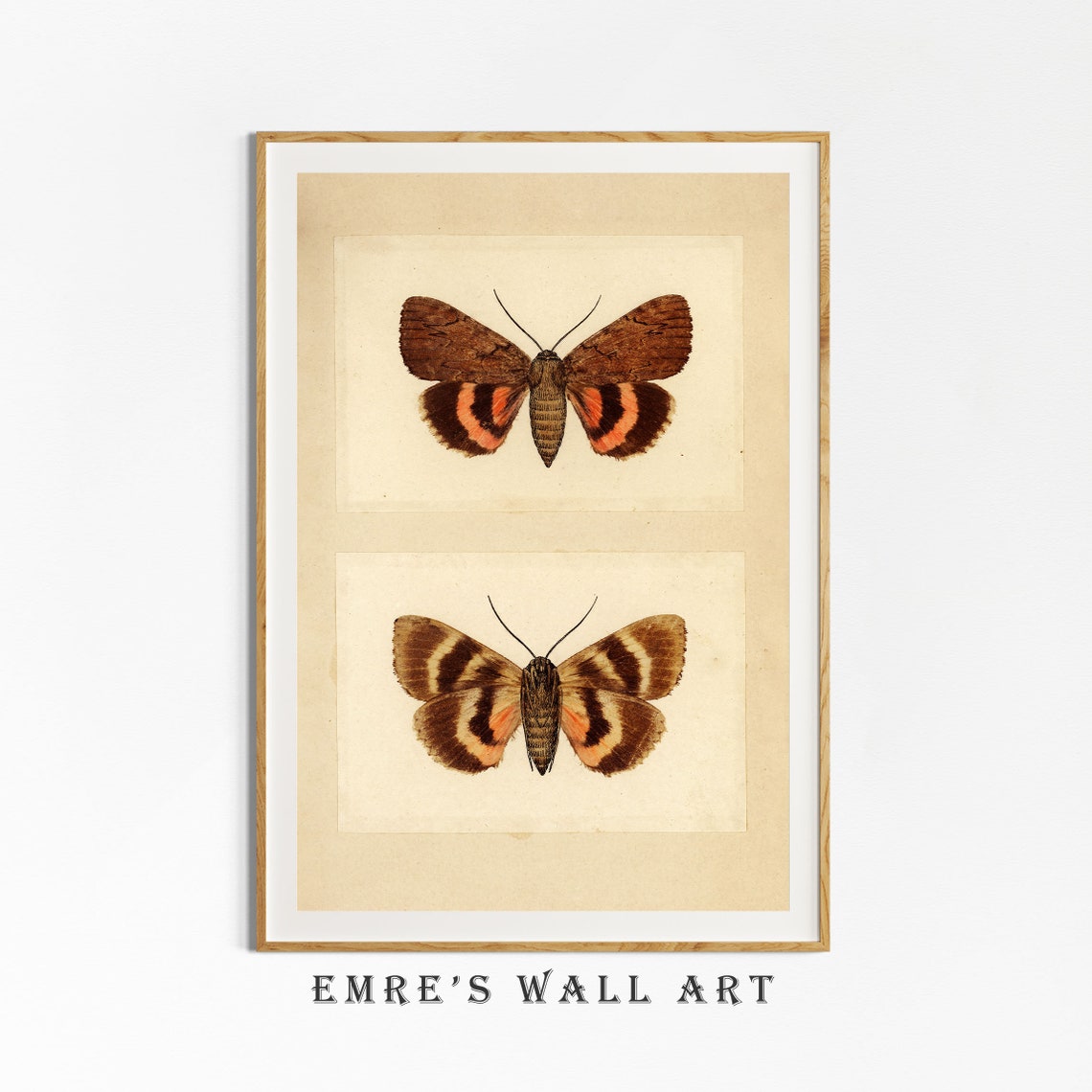 Two Moths Vintage Entomology Illustration Natural History Poster - Image 4