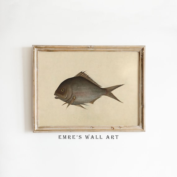 Vintage Fish Drawing Print Kids Room Fish Wall Art Neutral Farmhouse Sketch Art Antique Nursery Painting