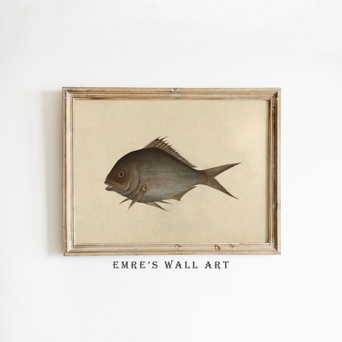 Vintage Scientific Fish Illustration Marine Study Art Poster