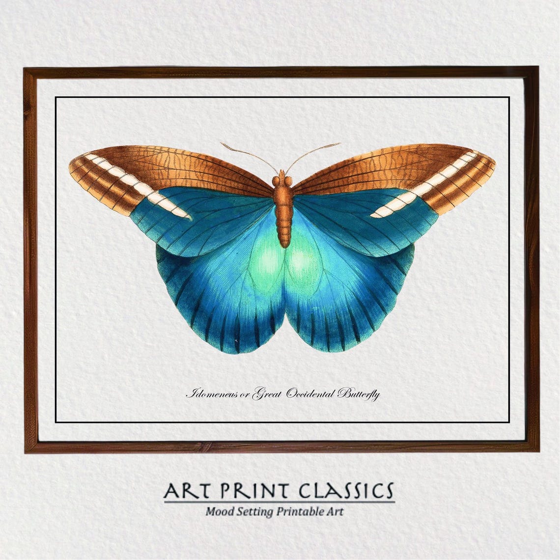 Vintage Blue Butterfly Art Print From 18th Century Natural History Publication