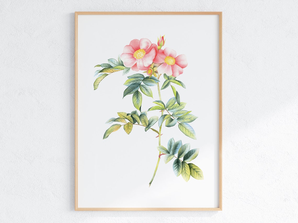 Wild Rose Botanical Watercolor Floral Illustration Art Print