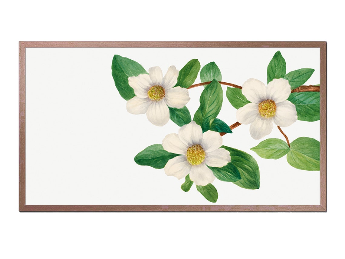 White Pacific Dogwood Blossoms Watercolor Botanical Art Print