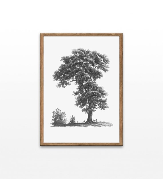 Tree Sketches Antique Tree Illustration Vintage Art Prints Minimalist Home Decor Prints Wall Art