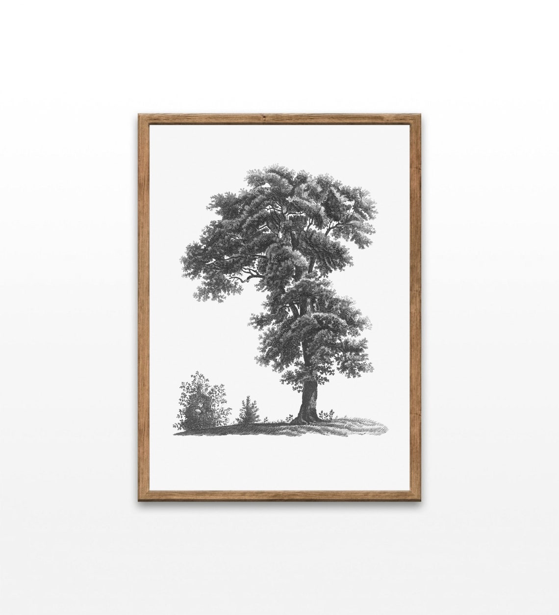 Antique Tree Engraving Black and White Botanical Illustration Print