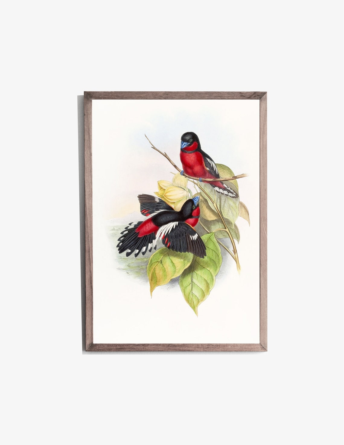 Crimson Black Songbird Pair Vintage Bird Illustration Wall Art - Image 2
